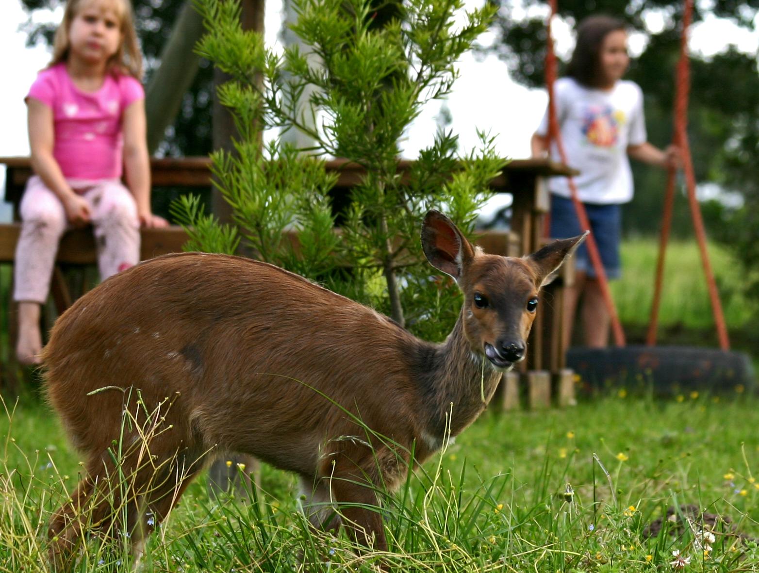 Forest Edge Rheenendal Luaran gambar