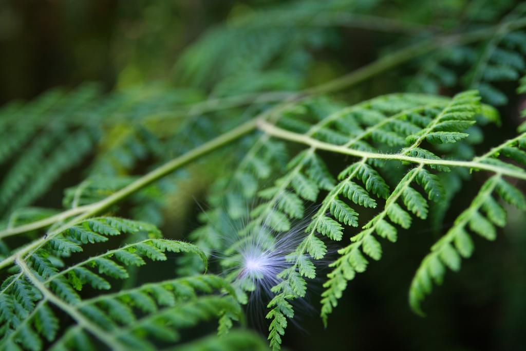 Forest Edge Rheenendal Luaran gambar